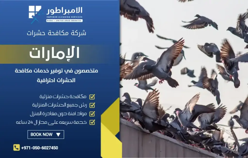 ارخص شركة مكافحة الحمام بدبي