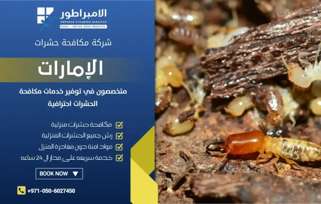 ارخص شركة مكافحة النمل الابيض في دبي