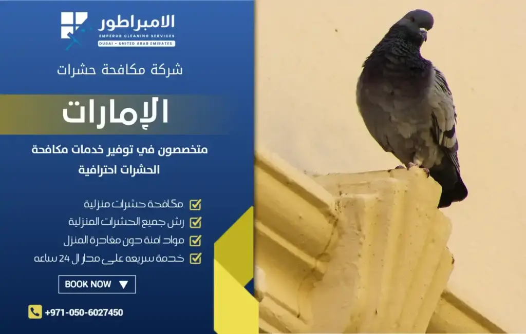 افضل شركة مكافحة الحمام بدبي