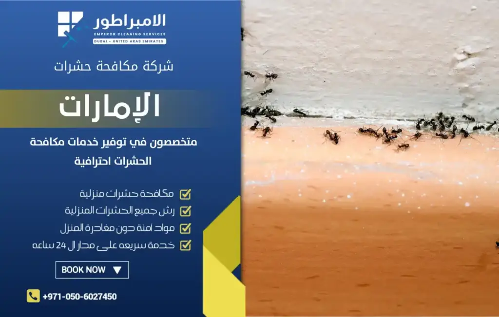 افضل شركة مكافحة النمل الأسود بدبي
