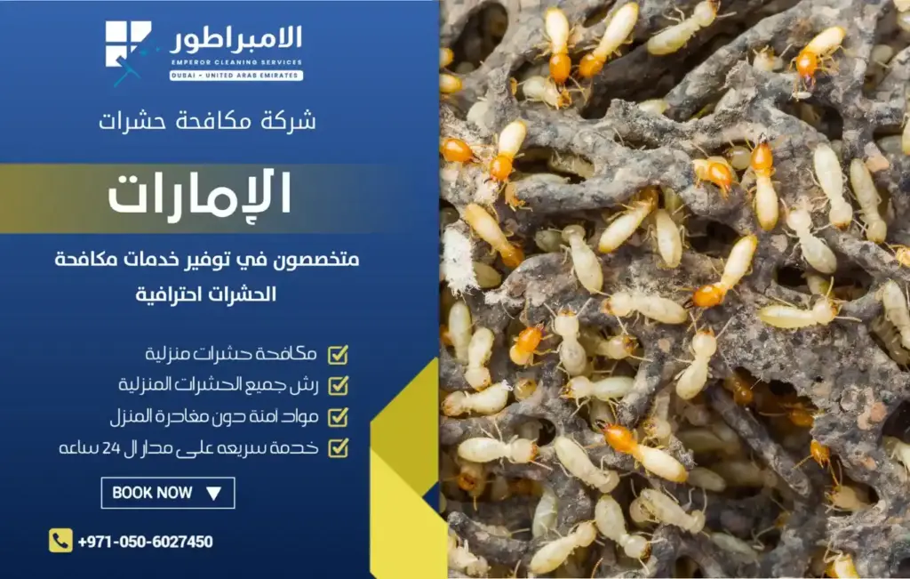 افضل شركة مكافحة النمل الابيض بدبي