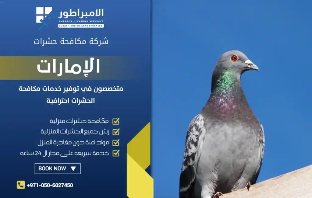 شركة الإمبراطور لمكافحة الحمام بدبي