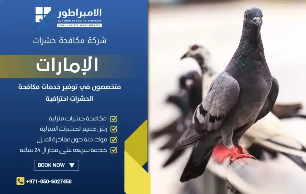 شركة طارد الحمام بدبي بأقل سعر