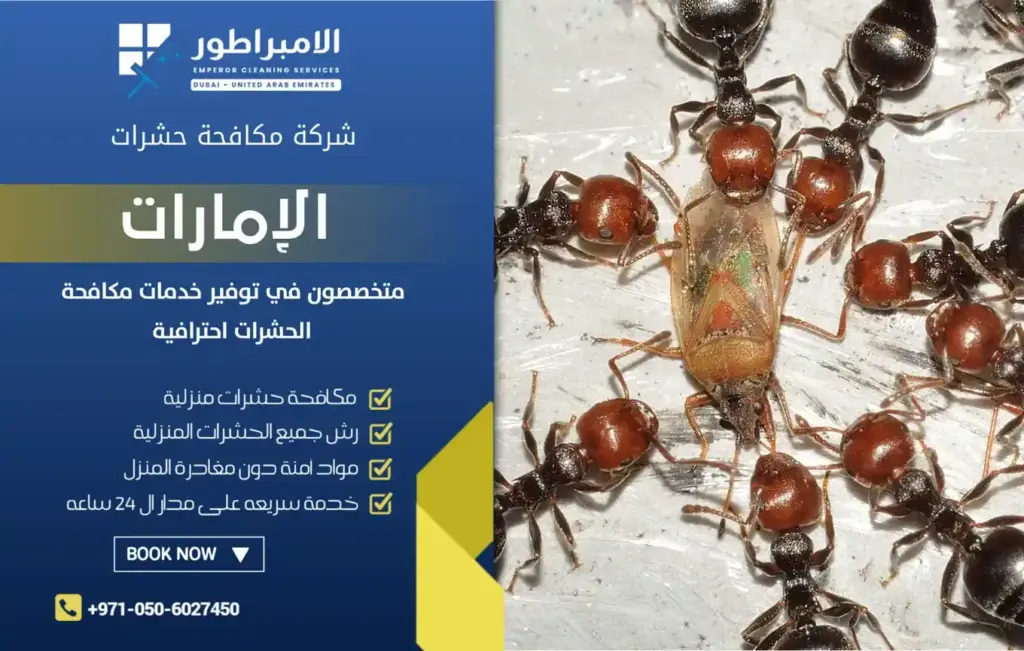 شركة مكافحة النمل الاسود بدبي بأقل سعر
