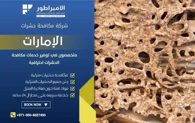 افضل-شركة-مكافحة-النمل-الأبيض-بالشارقة