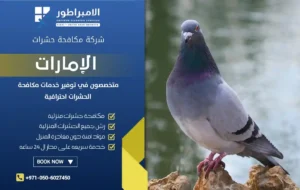 شركة مكافحة الحمام في عجمان