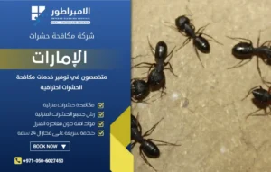 شركة مكافحة النمل الأسود في أم القيوين