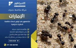 شركة مكافحة النمل الاسود في عجمان