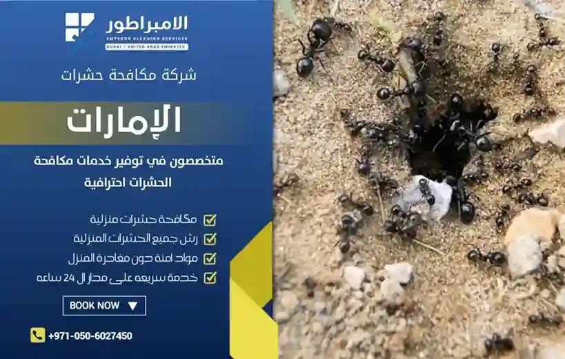 شركة مكافحة السماسيم في الفجيرة
