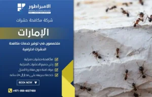 شركة مكافحة النمل الأسود في الفجيرة