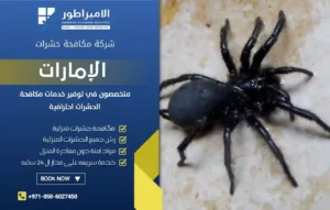 شركة مكافحة عناكب في الفجيرة