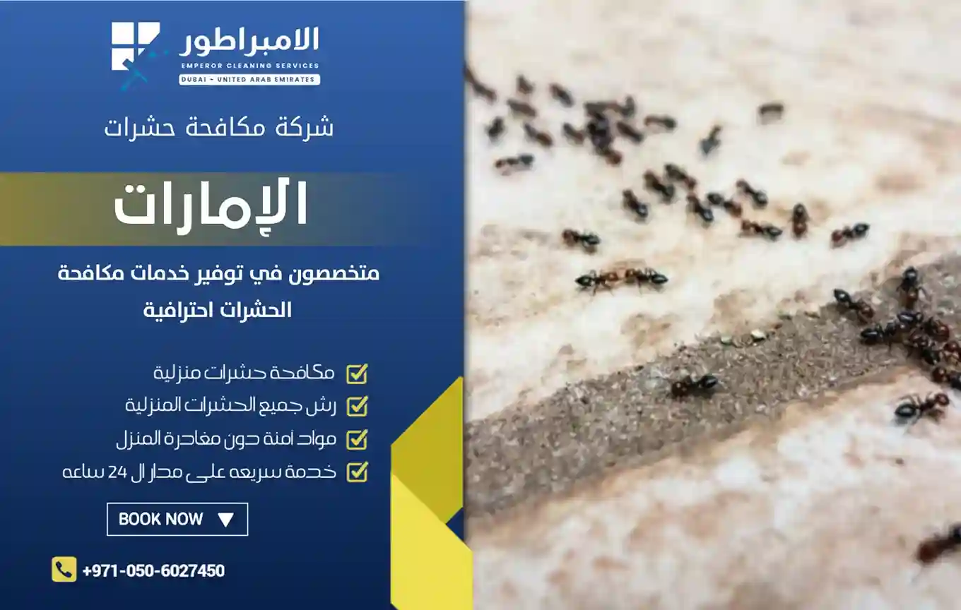 مكافحة النمل الاسود في الفجيرة