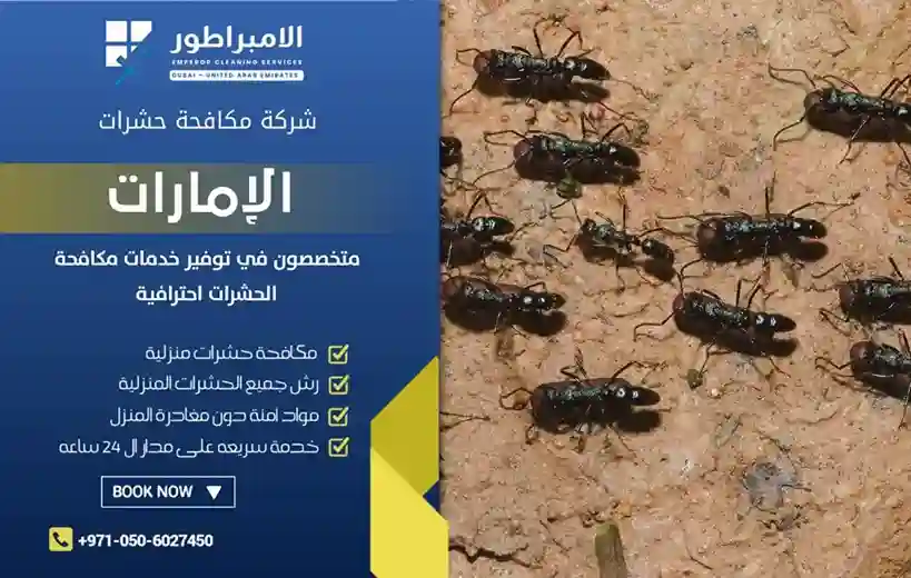 ارخص شركة مكافحة النمل الاسود في رأس الخيمة