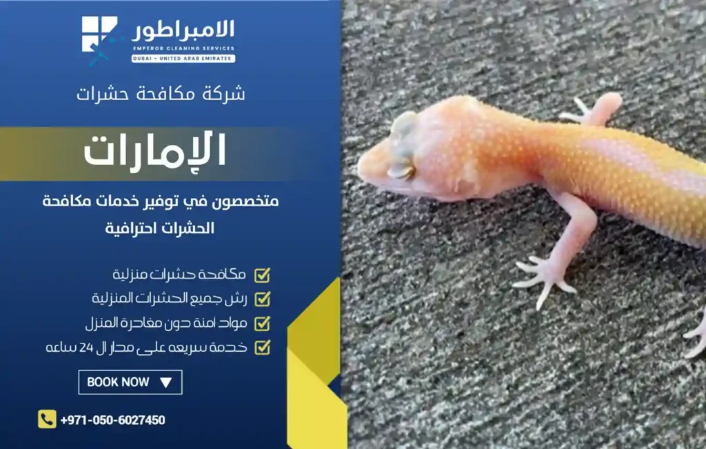 افضل شركة مكافحة الوزغ في رأس الخيمة
