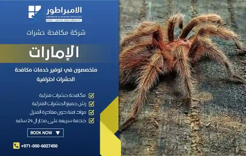 شركة إبادة العناكب في رأس الخيمة