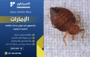 شركة رش بق الفراش في رأس الخيمة