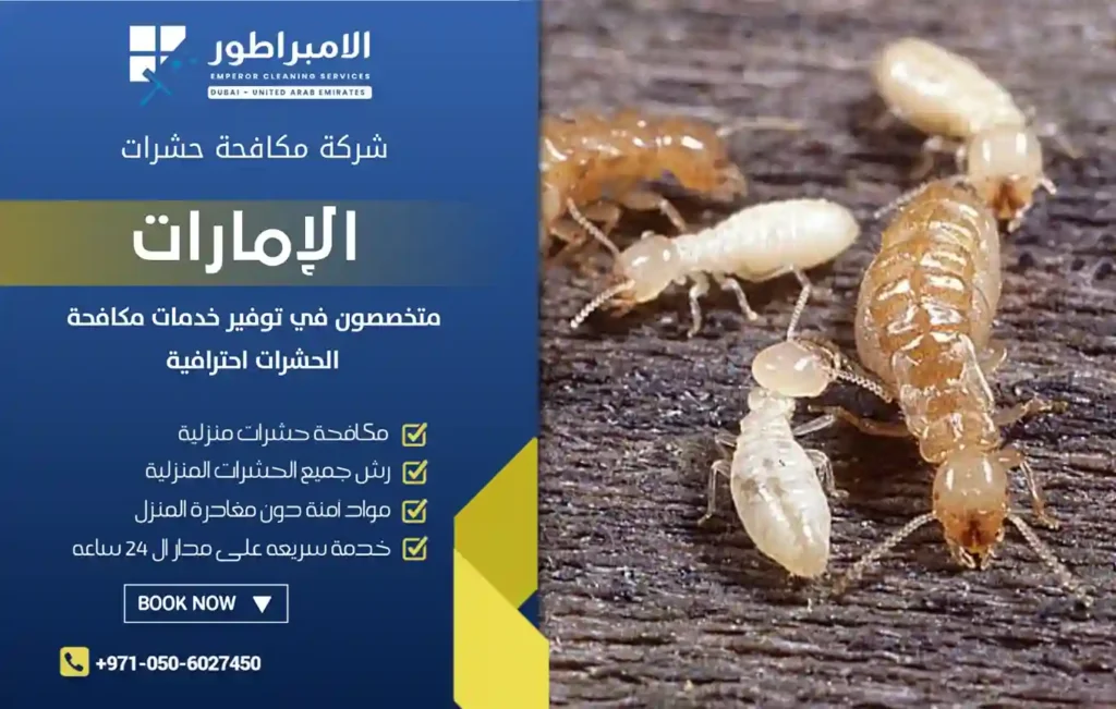 شركة مكافحة الرمة بالرحمانية خصم 35%