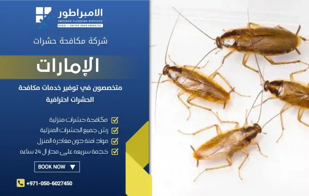 شركة مكافحة الصراصير برأس الخيمة