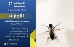 شركة مكافحة النمل الأسود في رأس الخيمة
