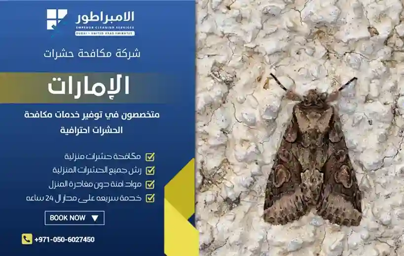 ارخص شركة مكافحة العثة في ابوظبي