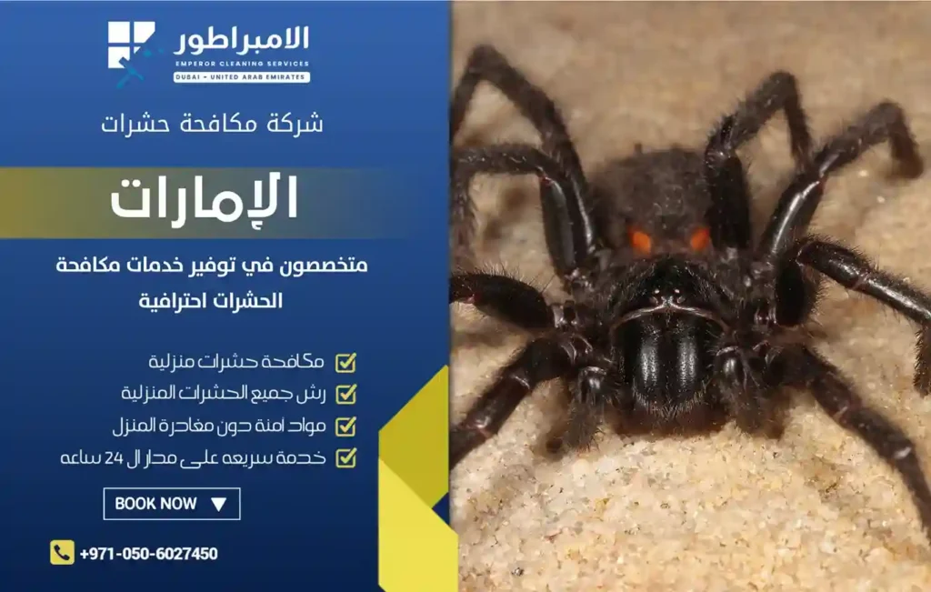 ارخص شركة مكافحة العناكب في أبوظبي