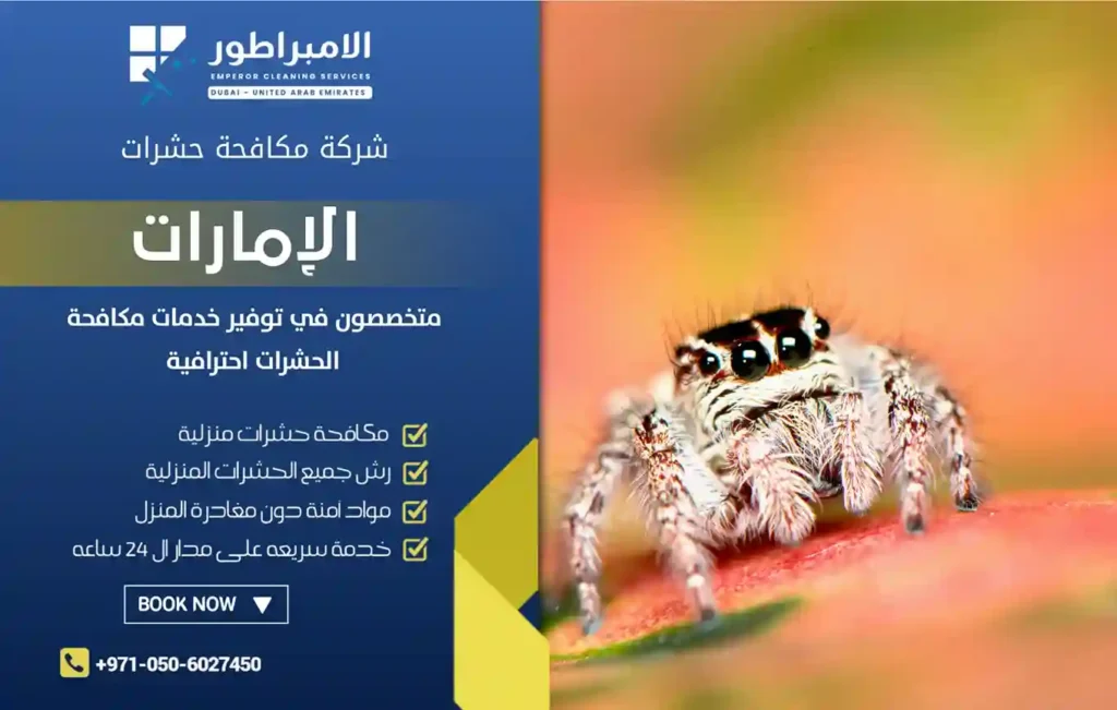 شركة إبادة العناكب بابوظبي
