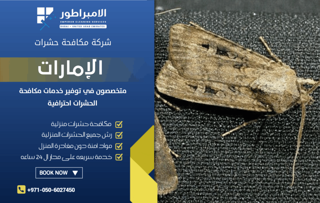 شركة مكافحة حشرات في مليحة